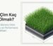 Suni Çim Kaç mm Olmalı